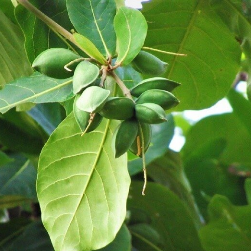 CHIẾT XUẤT LÁ BÀNG (Kháng viêm)